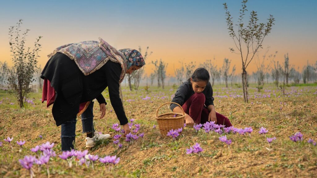 A mother and daughter picking saffron flowers in a rural field at sunset.