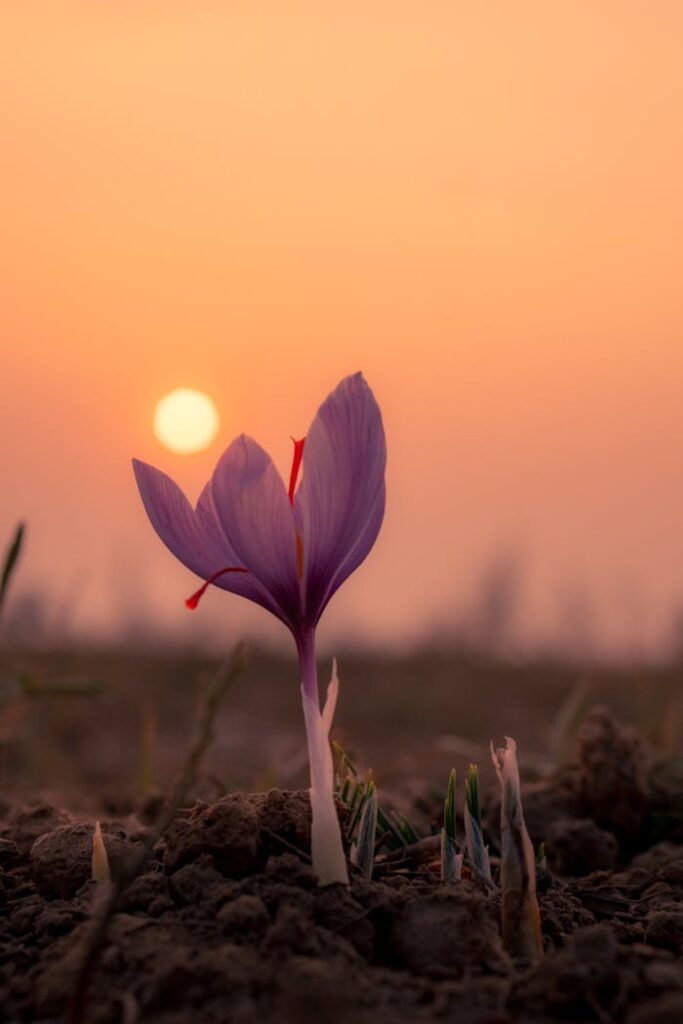 Capture of a saffron crocus blooming against a vibrant sunset in Pampore.