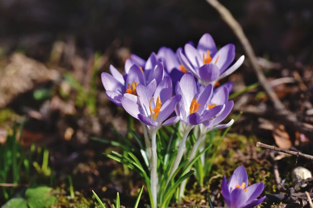 Close-up of vivid purple crocus flowers blooming in a natural setting, symbolizing spring's arrival.